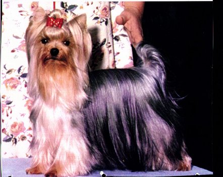  NICNAK'S MIA SWEETIE &mdash; Labaza DogPedigree YorkshireTerrier